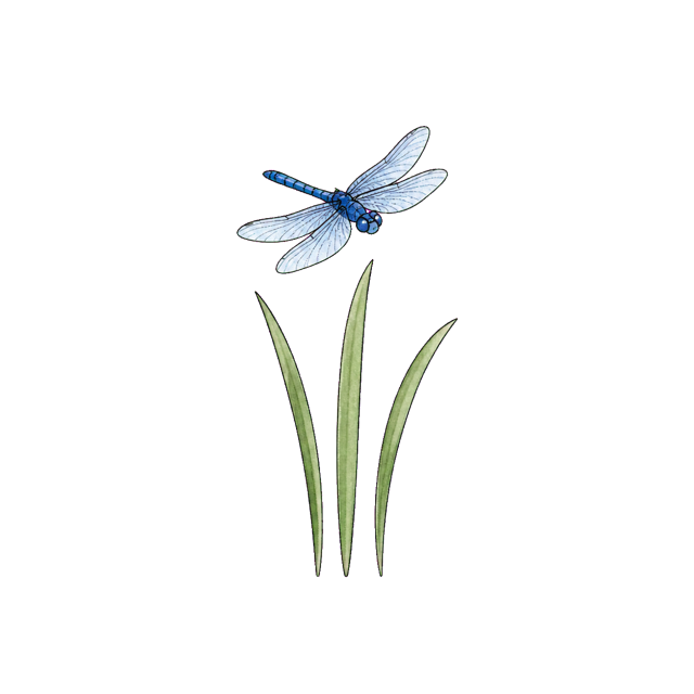 A blue dragonfly above slender water reeds